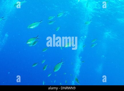 ASchool de poisson créole envahissent les plongeurs en scaphandre autonome. Bonaire Banque D'Images