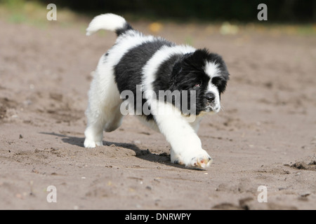 Terre-neuve chien / chiot marche dans un chemin Banque D'Images