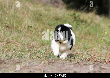 Terre-neuve chien / chiot marche dans un chemin Banque D'Images