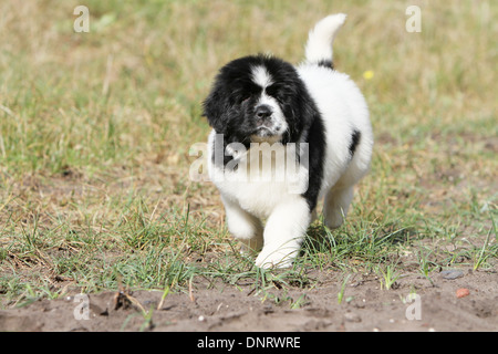 Terre-neuve chien / chiot marche dans un chemin Banque D'Images