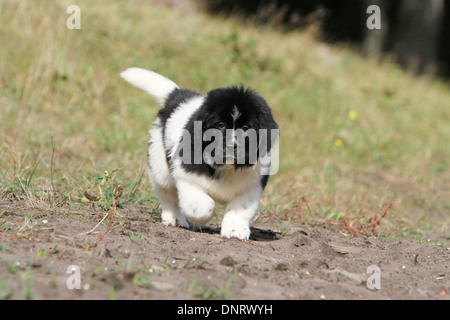 Terre-neuve chien / chiot marche dans un chemin Banque D'Images