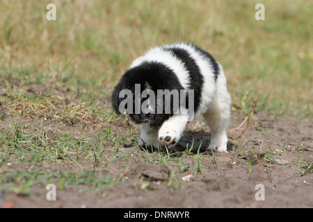 Terre-neuve chien / chiot marche dans un chemin Banque D'Images