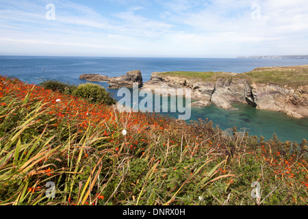 La côte nord des Cornouailles à Port Gaverne, Cornwall, Angleterre, Royaume-Uni Banque D'Images