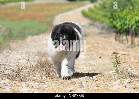 Terre-neuve chien / chiot s'exécutant dans un chemin Banque D'Images