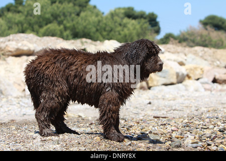 Terre-neuve chien / chiot debout sur la plage Banque D'Images