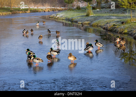 Les canards sauvages oiseaux sur la glace de rivière gelée paysage d'hiver Banque D'Images