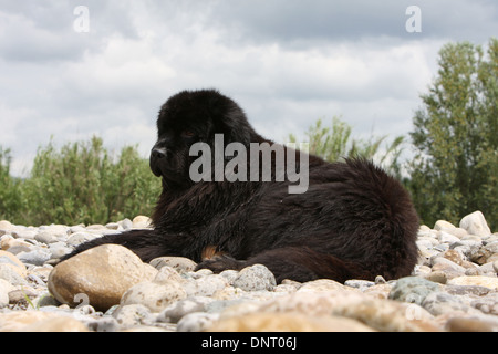 Chien Terre-Neuve / adulte allongé sur les rochers Banque D'Images