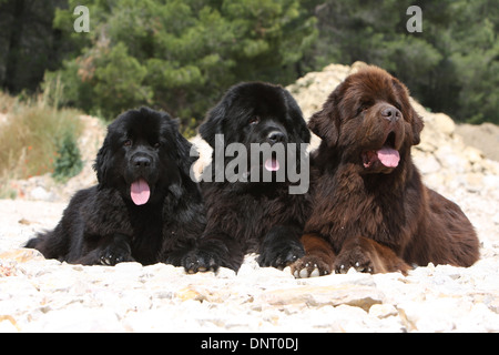 Trois adultes / Terre-Neuve chien couché sur les rochers Banque D'Images