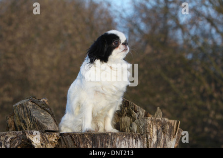 Chien Épagneul japonais japonais Chin / adulte (blanc et noir) assis sur une souche d'arbre Banque D'Images