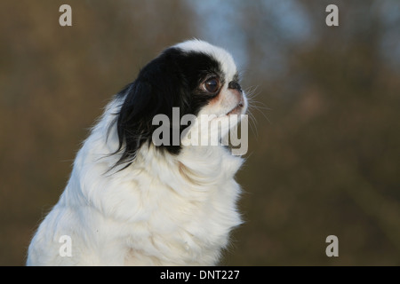 Chien Épagneul japonais japonais Chin / profil portrait adultes Banque D'Images