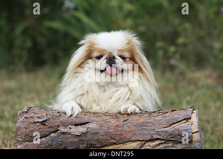 Chien Épagneul japonais / Chin japonais ( adultes et sable blanc ) allongé sur un arbre Banque D'Images