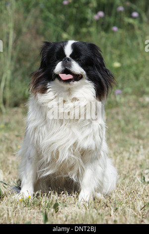 Chien Épagneul japonais japonais Chin / adulte (blanc et noir) assis dans un pré Banque D'Images