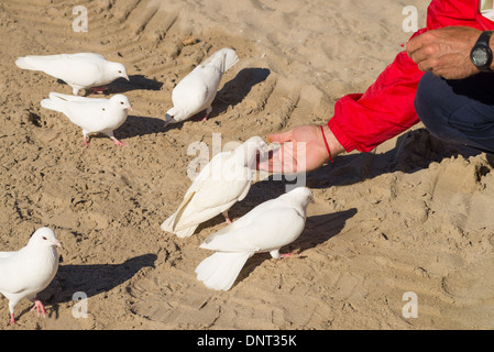 La main des hommes à nourrir les pigeons étirée dans un parc Banque D'Images