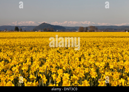 Domaine de jonquilles en fleurs au cours de la vallée de la Skagit Festival des tulipes, Mount Vernon, Washington. Banque D'Images