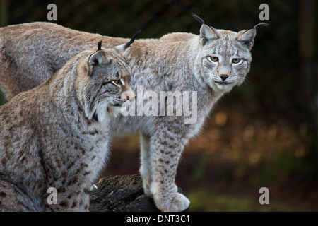 Lynx d'Eurasie en captivité dans un zoo Banque D'Images