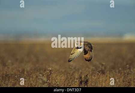 Le hibou des marais (Asio flammeus) adulte en vol au dessus des marais Les marais de sel Ribble Southport Merseyside UK Banque D'Images