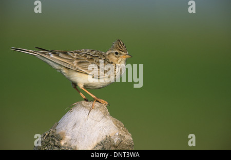 Alouette des champs (Alauda arvensis) adulte perché sur souche d'arbre Southport Merseyside UK Banque D'Images