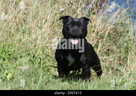 Chien Staffordshire Bull Terrier / Staffie des profils dans un pré Banque D'Images
