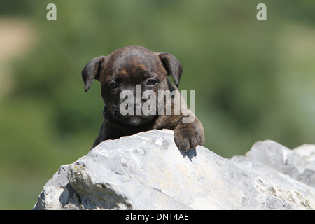 Chien Staffordshire Bull Terrier / chiot Staffie Banque D'Images