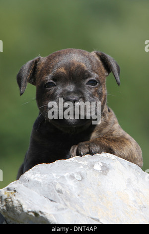 Chien Staffordshire Bull Terrier / chiot Staffie allongé sur un rocher Banque D'Images