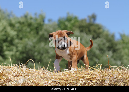 Chien Staffordshire Bull Terrier / chiot Staffie Banque D'Images