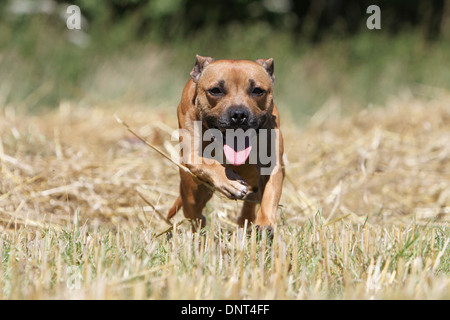 Chien Staffordshire Bull Terrier / Staffie des profils d'exécution dans un champ Banque D'Images