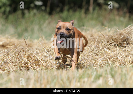 Chien Staffordshire Bull Terrier / Staffie des profils d'exécution dans un champ Banque D'Images