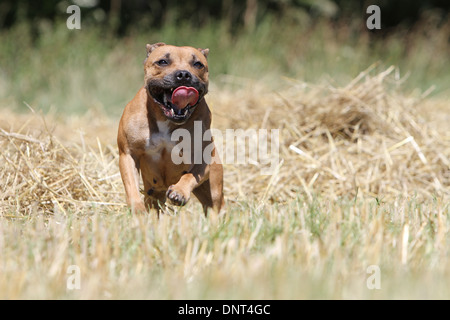 Chien Staffordshire Bull Terrier / Staffie des profils d'exécution dans un champ Banque D'Images