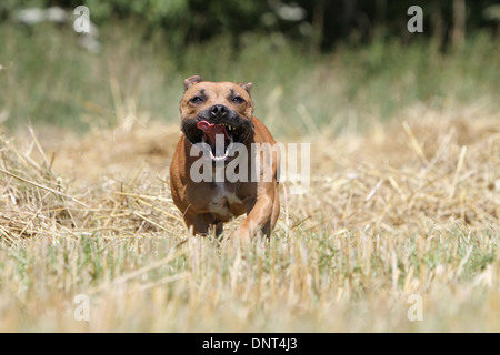 Chien Staffordshire Bull Terrier / Staffie des profils d'exécution dans un champ Banque D'Images