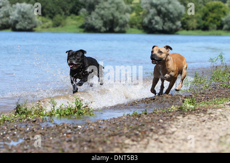 Chien Staffordshire Bull Terrier / Staffie deux adultes s'exécutant dans un lac Banque D'Images