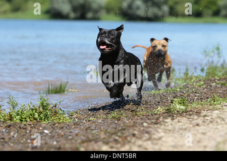 Chien Staffordshire Bull Terrier / Staffie / deux adultes fonctionnant au bord d'un lac Banque D'Images