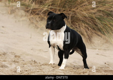 Chien Staffordshire Bull Terrier / Staffie permanent adultes dans des dunes Banque D'Images