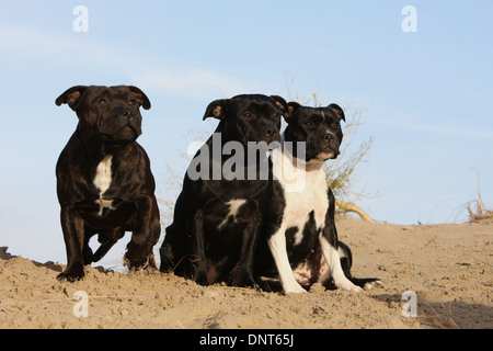 Chien Staffordshire Bull Terrier / Staffie trois adultes sur le sable Banque D'Images
