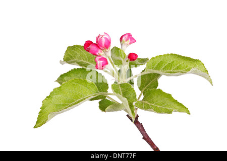 De nouveaux bourgeons et feuilles de printemps d'un pommier (Malus domestica) isolé sur fond blanc Banque D'Images