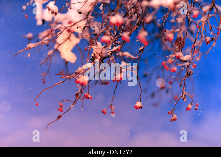 La tempête de neige à Indianapolis le Jan 5, 2014. Fruits rouges sur un arbre couvert de neige. Banque D'Images