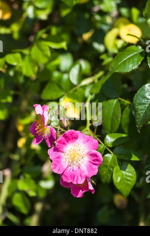 Rose rose-carmin 'American Pilier" Banque D'Images