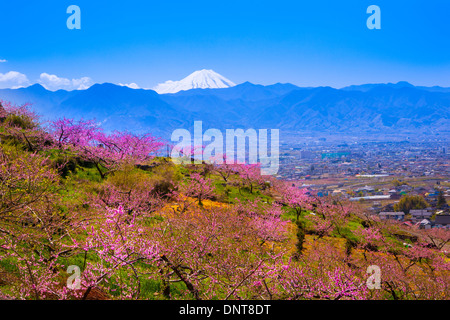 Peach Tree et Mt. Fuji au printemps, Yamanashi, Japon Banque D'Images