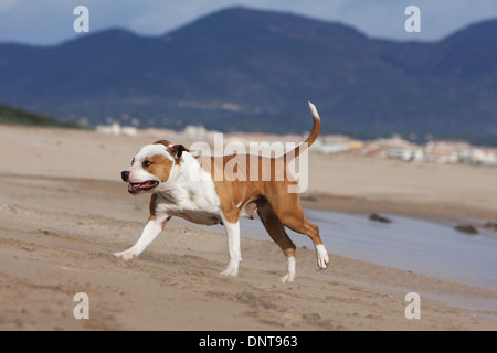 Chien American Staffordshire Terrier Amstaff / / adulte s'exécutant sur la plage Banque D'Images