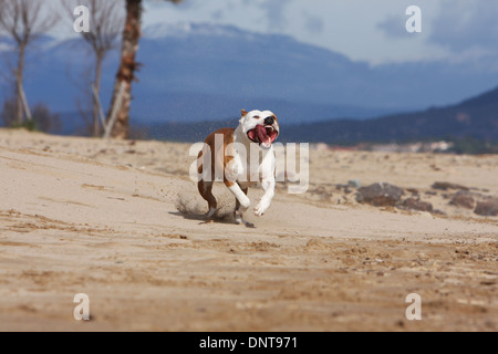 Chien American Staffordshire Terrier Amstaff / / adulte s'exécutant sur la plage Banque D'Images