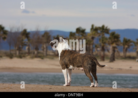 Chien American Staffordshire Terrier Amstaff / / adulte debout sur la plage Banque D'Images