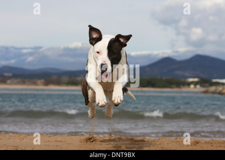 Chien American Staffordshire Terrier Amstaff / / adulte sauter sur la plage Banque D'Images