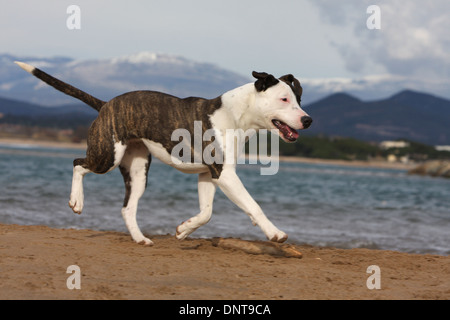 Chien American Staffordshire Terrier Amstaff / / adulte s'exécutant sur la plage Banque D'Images