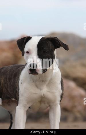 Chien American Staffordshire Terrier Amstaff / portrait adultes Banque D'Images