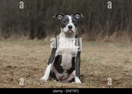 Chien American Staffordshire Terrier Amstaff / / adulte assis dans un pré Banque D'Images