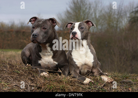 Chien American Staffordshire Terrier Amstaff / / deux adultes couchée dans un pré Banque D'Images