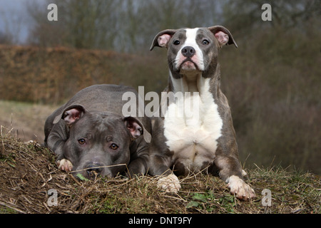 Chien American Staffordshire Terrier Amstaff / / deux adultes couchée dans un pré Banque D'Images