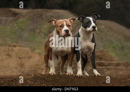 Chien American Staffordshire Terrier Amstaff / / adulte et chiot dans un pré Banque D'Images
