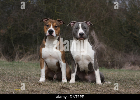 Chien American Staffordshire Terrier Amstaff / / deux adultes (différentes couleurs) assis dans un pré Banque D'Images