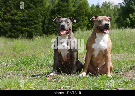 Chien American Staffordshire Terrier Amstaff / / deux adultes (différentes couleurs) assis dans un pré Banque D'Images