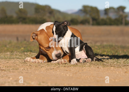 Chien American Staffordshire Terrier Amstaff / / adulte et chiot gisant sur le sol Banque D'Images